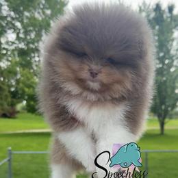 Grumpy- 4000.00 dollars - Lavender male Pomeranian puppy in Perry County, Ohio from Speechless Pom’s
