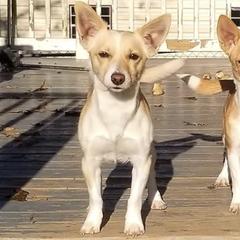 Portuguese Podengo Pequenos from Houla's Podengos
