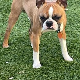 Gman - Boston Terrier