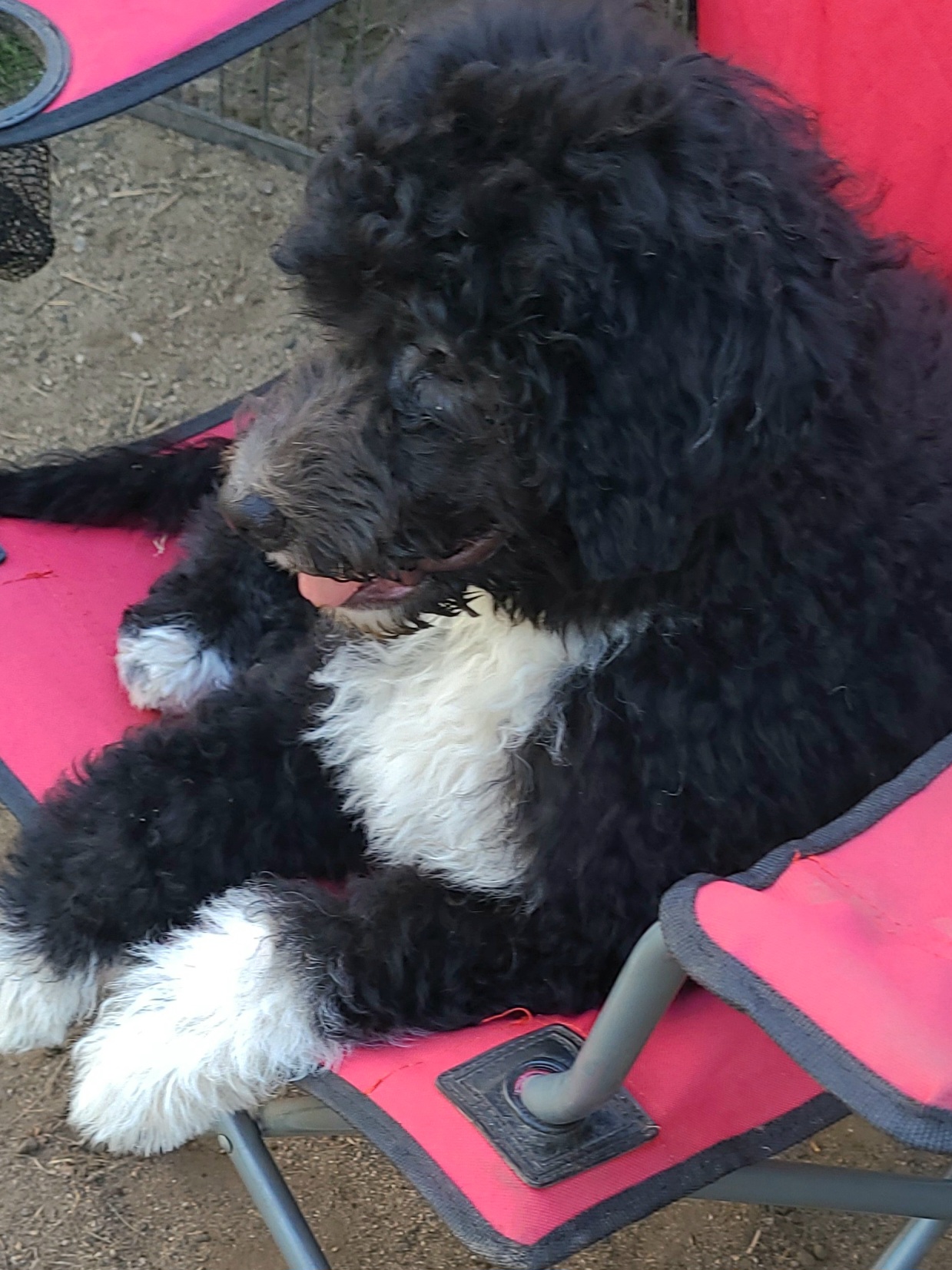 Girl 2 - Portuguese Water Dog puppy in Maine from Lion Heart Pwds