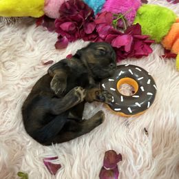 Dachshund Puppies from Gulfishan Kennels