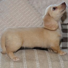 Lace - Cream female Dachshund puppy in Valley Springs, California from Renberg's Elite Dachshunds