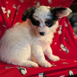 Ivy - White black and tan female Papillon puppy in Myakka City, Florida from LaRae's Papillons
