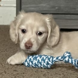 Dachshund and French Bulldog Puppies from Scarlet Sons Frenchies