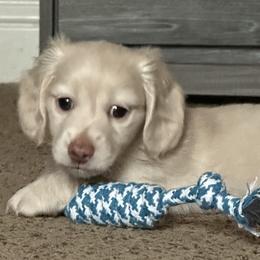 Dachshund and French Bulldog Puppies from Scarlet Sons Frenchies