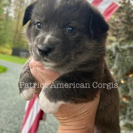 American Corgi Puppies from Patriot American Corgi