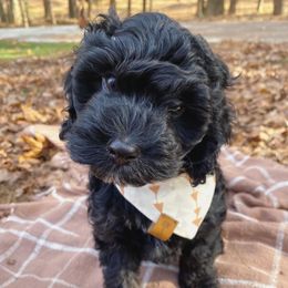 Cockapoo Puppies from Peach State Cockapoos