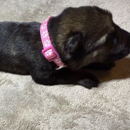 Girl 6 drk pink - Sable female German Shepherd puppy in Newsoms, Virginia from A Tier Above Shepherds