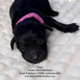 Cove - Black female Goldendoodle puppy in Orange, Texas from Walk with Me Doodles