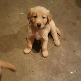 Golden Retriever Puppies from Mikaela's Golden Retrievers