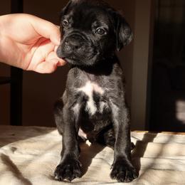 Babayka - Black male Cane Corso puppy in Houston, Texas from Mortaio Cane Corso
