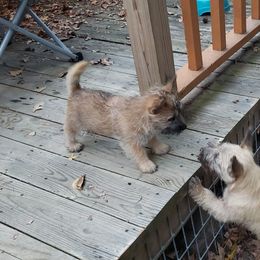 Australian Terrier and Cairn Terrier Puppies from Cedar Forrest Terriers LLC (Cairns & Australian Terriers)