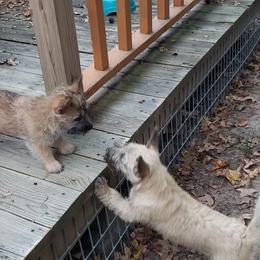 Australian Terrier and Cairn Terrier Puppies from Cedar Forrest Terriers LLC (Cairns & Australian Terriers)