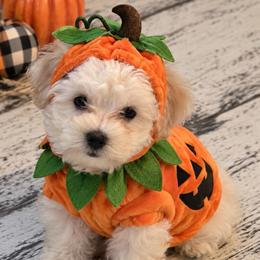 Obi - White male Coton de Tulear puppy in Freeport, Texas from H❤️PE COTONS