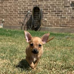 Tiger - Fawn male Chihuahua puppy in Alvord, Texas from Gift of Gods Favor
