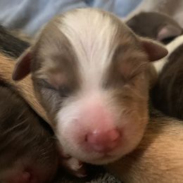Australian Shepherd Puppies from Page Family Homestead