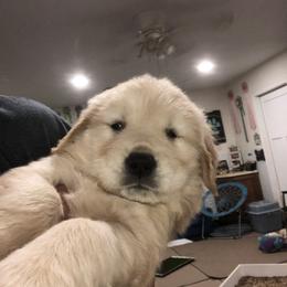 Golden Retriever Puppies from OPK Goldens