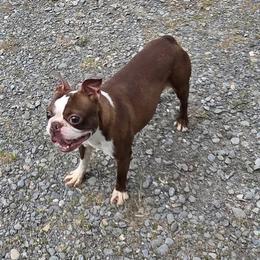 Loki - Red male Boston Terrier puppy in St. Agatha, Maine from Spruce Valley Miniature Dachshunds & Boston Terriers