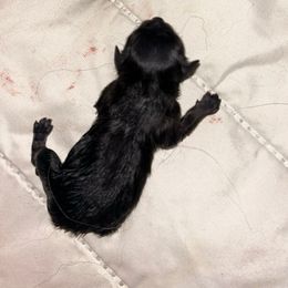 Pluto - Black male Pomeranian puppy in Zavalla, Texas from Precious Puff Poms