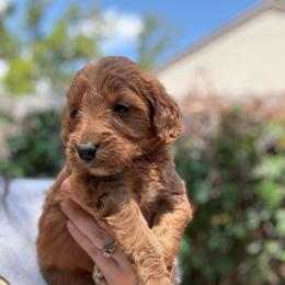 Kiara - Red  female Goldendoodle puppy in Jacksonville, Florida from Dandelion Doodles
