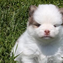 Pomskies from Kylie's Pomskies