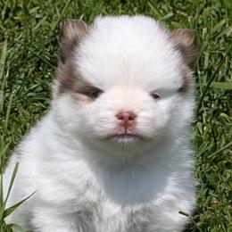 Pomskies from Kylie's Pomskies