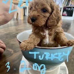 Cockapoo Puppies from Chesapeake Cockapoos