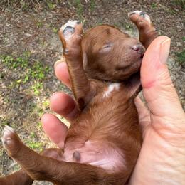Red - Red  male Poodle puppy in Brooksville, Florida from Abby’s Standard Goldendoodles