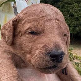 Onyx - Black collar - Apricot male Goldendoodle puppy in Puyallup, Washington from Dawnie’s Doodles