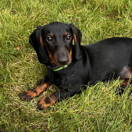 Dachshund puppies from Hot Dog Haven