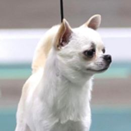 Vittorio - Chihuahua