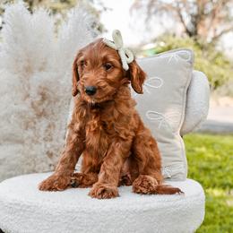 Red collar girl - Red  female Goldendoodle puppy in Spokane, Washington from Dream Doodles in Spokane WA