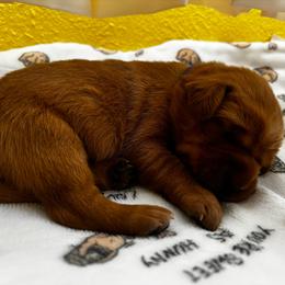 Diamond - Yellow female Labrador Retriever puppy in Melrose, New Mexico from ECMO Farm Dalmatians & Labrador Retrievers