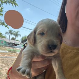 Mr. Brown - Light golden male Golden Retriever puppy in Yucaipa, California from Golden Kennel Breeders