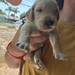 Mr. Brown - Light golden male Golden Retriever puppy in Yucaipa, California from Golden Kennel Breeders