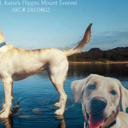 Evee - Labrador Retriever