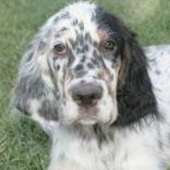 English Setters from Quantum Kennels