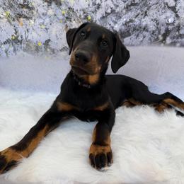 Hurra (Purple collar) - Black and rust female Beauceron puppy in Waller, Texas from Côté Obscur