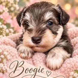 Oogie Boogie - Liver male Miniature Schnauzer puppy in Hull, Georgia from Ardent Miniature Schnauzers of Athens