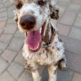 Moz - Brown male Poodle puppy in Chino Valley, Arizona from Whiskey Row Royals