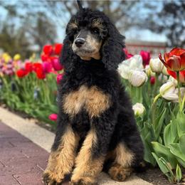 Poodle Puppies from Prodigy Farms Therapy Dogs