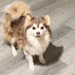 Jill - Pomsky