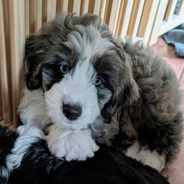 Poseidon - Blue merle male Aussiedoodle puppy in New Durham, New Hampshire from Ridgeview Aussiedoodles