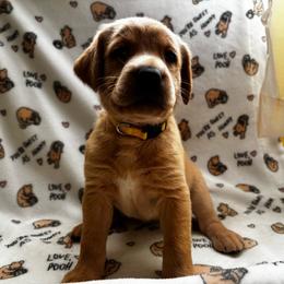 Hearts - Yellow female Labrador Retriever puppy in Melrose, New Mexico from ECMO Farm Dalmatians & Labrador Retrievers