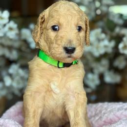 Penny - Apricot female Goldendoodle puppy in Yuciapa, California from AlltheDoodlez_