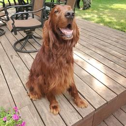 Irish Setter All Grown Up from Ol' Red Ranch
