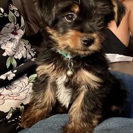 Charlie - Black and tan male Yorkshire Terrier puppy in Bakersfield, California from Yorkie To My Heart