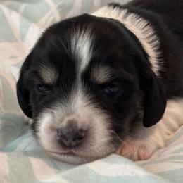 Lola - Piebald female Dachshund puppy in New Smyrna Beach, Florida from J & L Mini D’s