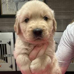 Pink Girl - Golden female Golden Retriever puppy in Sarasota, Florida from Chevaline Goldens