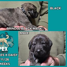 H.D Black Boy - Brindle male Anatolian Shepherd Dog puppy in Frenchtown, Montana from Apex Anatolians